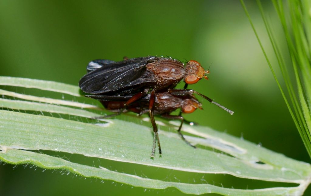 Pelidnoptera nigripennis (Sciomyzidae)